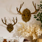 Oakdale Antler Wall Mount By Accent Decor | Wall Decor | Modishstore - 3