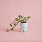 Open Arms Octopus Pot Set of 2 By Accent DŽcor