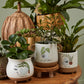 Optimistic Ghost Pot Set of 4 By Accent Decor | Planters, Troughs & Cachepots | Modishstore - 3