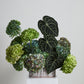 Oval Bark Basket Set of 4 By Accent Decor | Planters, Troughs & Cachepots | Modishstore - 4