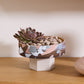 Palladin Footed Bowl By Accent Decor | Decorative Bowls | Modishstore - 3