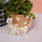 Pampered Pet Pot Set of 4 By Accent Decor | Planters, Troughs & Cachepots | Modishstore - 1