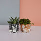 Pampered Pet Pot Set of 4 By Accent Decor | Planters, Troughs & Cachepots | Modishstore - 3