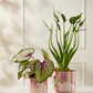 Passion Pot Set of 4 By Accent Decor | Stands | Modishstore - 3