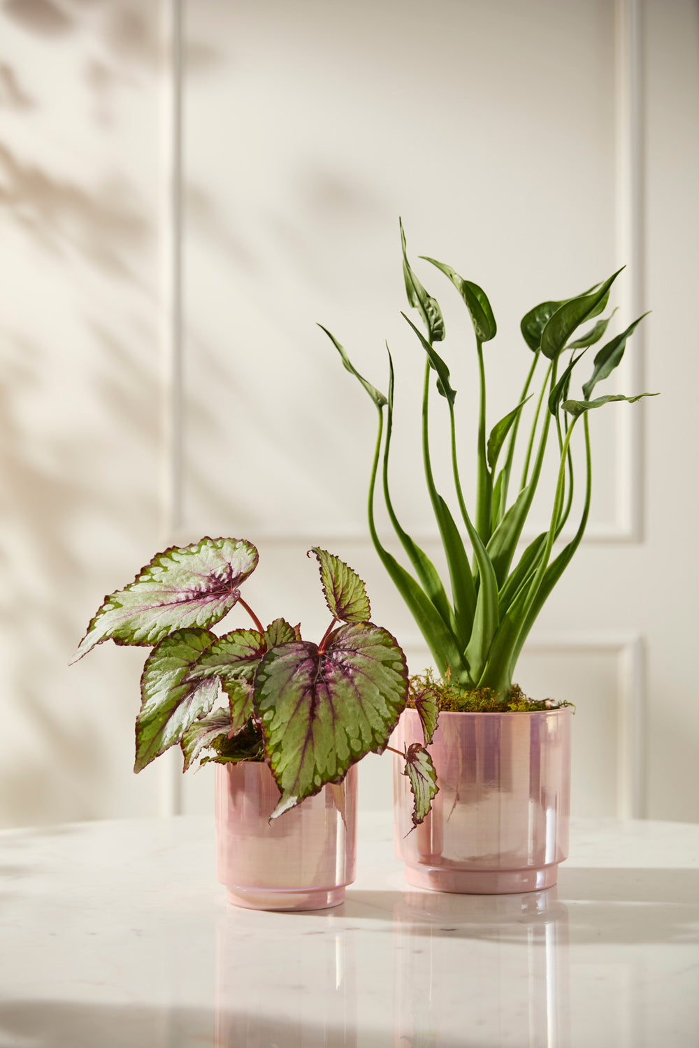 Passion Pot Set of 4 By Accent Decor | Stands | Modishstore - 3