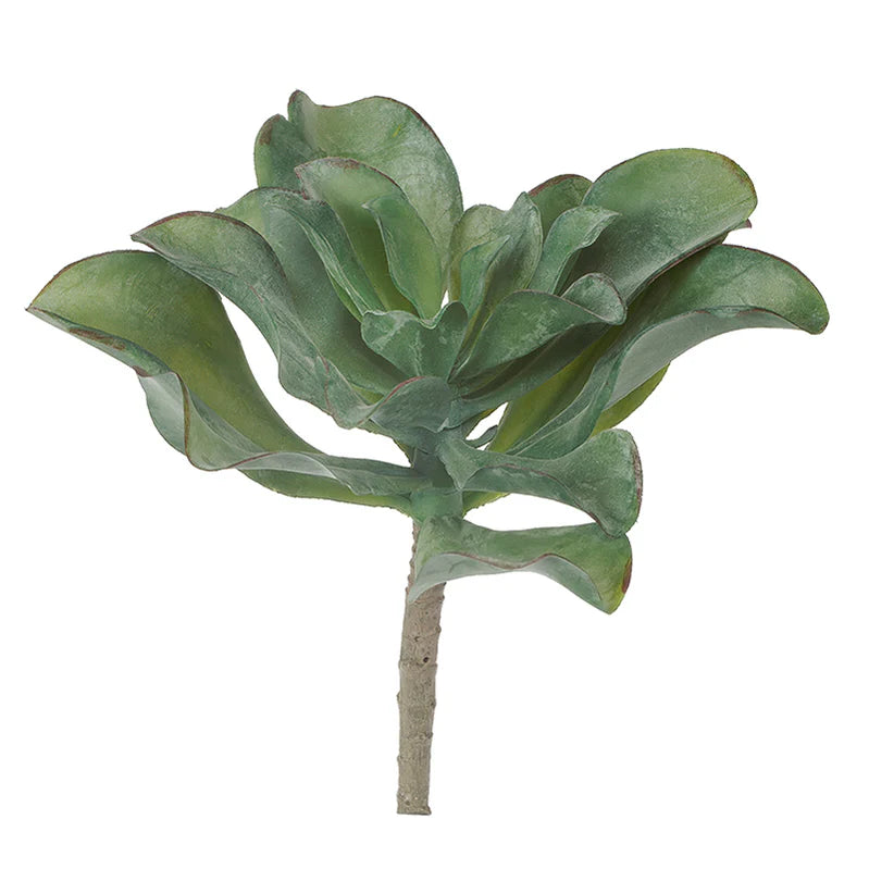 Green Wall, Mini Pulidonis & Kalanchoe 2 By Gold Leaf
