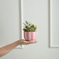 Pink Striped Collection Set of 4 By Accent Decor | Stands | Modishstore - 1