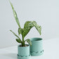 Pissaro Pot with Saucer Set of 4 By Accent Decor | Planters, Troughs & Cachepots | Modishstore - 3