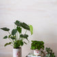 Plant Luv Collection Set of 4 By Accent Decor | Planters, Troughs & Cachepots | Modishstore - 3