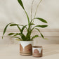 Protea Pot Set of 8 By Accent Decor | Planters, Troughs & Cachepots | Modishstore - 1