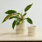 Quincy Pot Set of 4 By Accent Decor | Planters, Troughs & Cachepots | Modishstore - 5