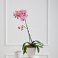 Renew Vase Set of 8 By Accent Decor | Vases | Modishstore - 1