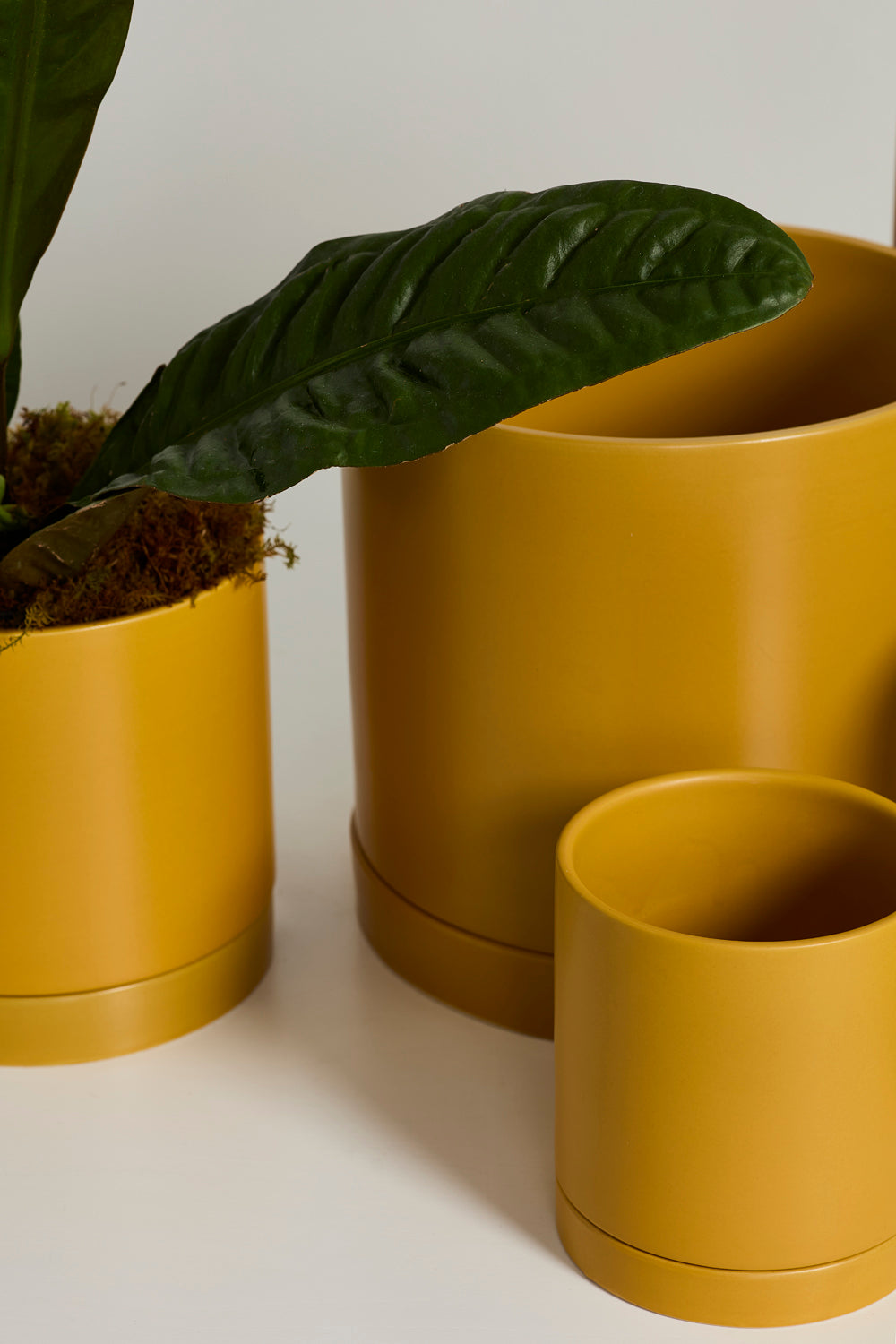 Ochre Romey Pot By Accent Decor | Planters, Troughs & Cachepots | Modishstore - 1