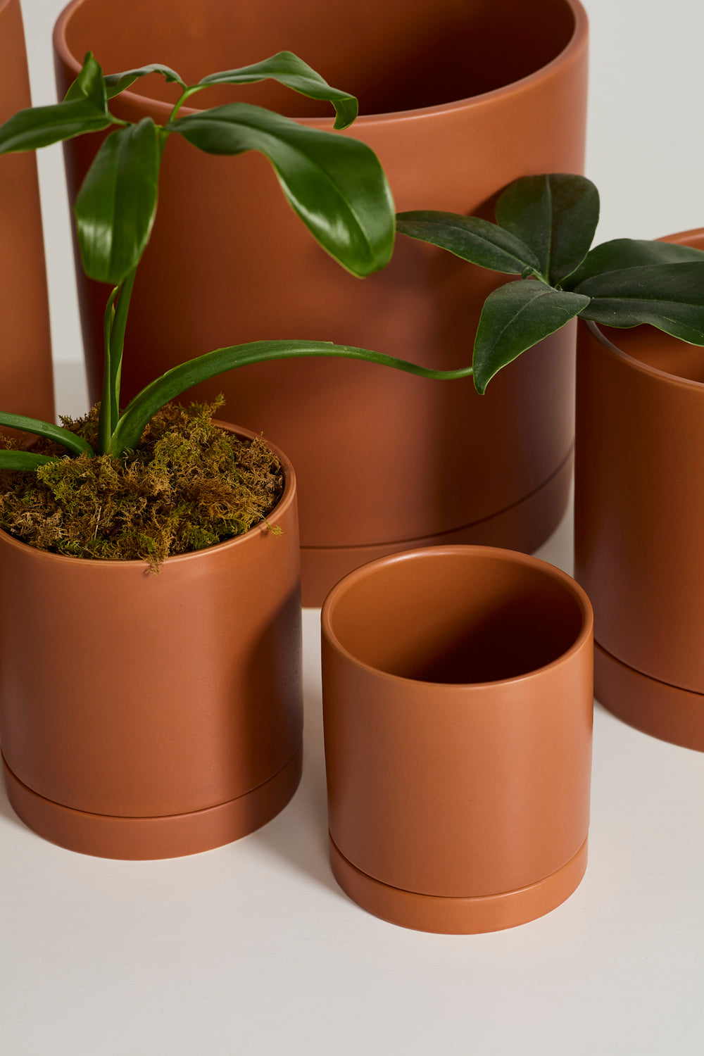Terracotta Romey Pot By Accent Decor | Planters, Troughs & Cachepots | Modishstore - 1