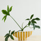 Saffron Boat Set of 2 By Accent Decor | Planters, Troughs & Cachepots | Modishstore - 3