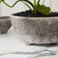 Shoal Bowl Set of 2 By Accent Decor | Decorative Bowls | Modishstore - 1