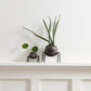 Silly Spider Pot Set of 8 By Accent Decor | Planters, Troughs & Cachepots | Modishstore - 4