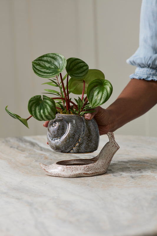 Snail Pot with Saucer Set of 2 By Accent Decor | Planters, Troughs & Cachepots | Modishstore - 1