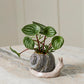 Snail Pot with Saucer Set of 2 By Accent Decor | Planters, Troughs & Cachepots | Modishstore - 3