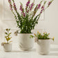 Sneaky Bunny Pot Set of 8 By Accent Decor | Stands | Modishstore - 3