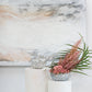 Sono Collection Set of 2 By Accent Decor | Planters, Troughs & Cachepots | Modishstore - 1