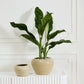 Soren Pot By Accent Decor | Wall Decor | Modishstore - 3