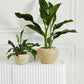 Soren Pot By Accent Decor | Wall Decor | Modishstore - 4