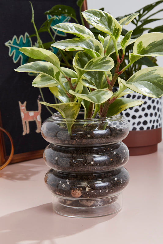 Stacked Rings Glass Pot with Saucer Set of 2 By Accent Decor | Planters, Troughs & Cachepots | Modishstore - 1