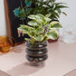Stacked Rings Glass Pot with Saucer Set of 2 By Accent Decor | Planters, Troughs & Cachepots | Modishstore - 3