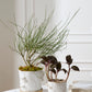 Stepped Mushroom Pot with Saucer Set of 2 By Accent Decor | Planters, Troughs & Cachepots | Modishstore - 6