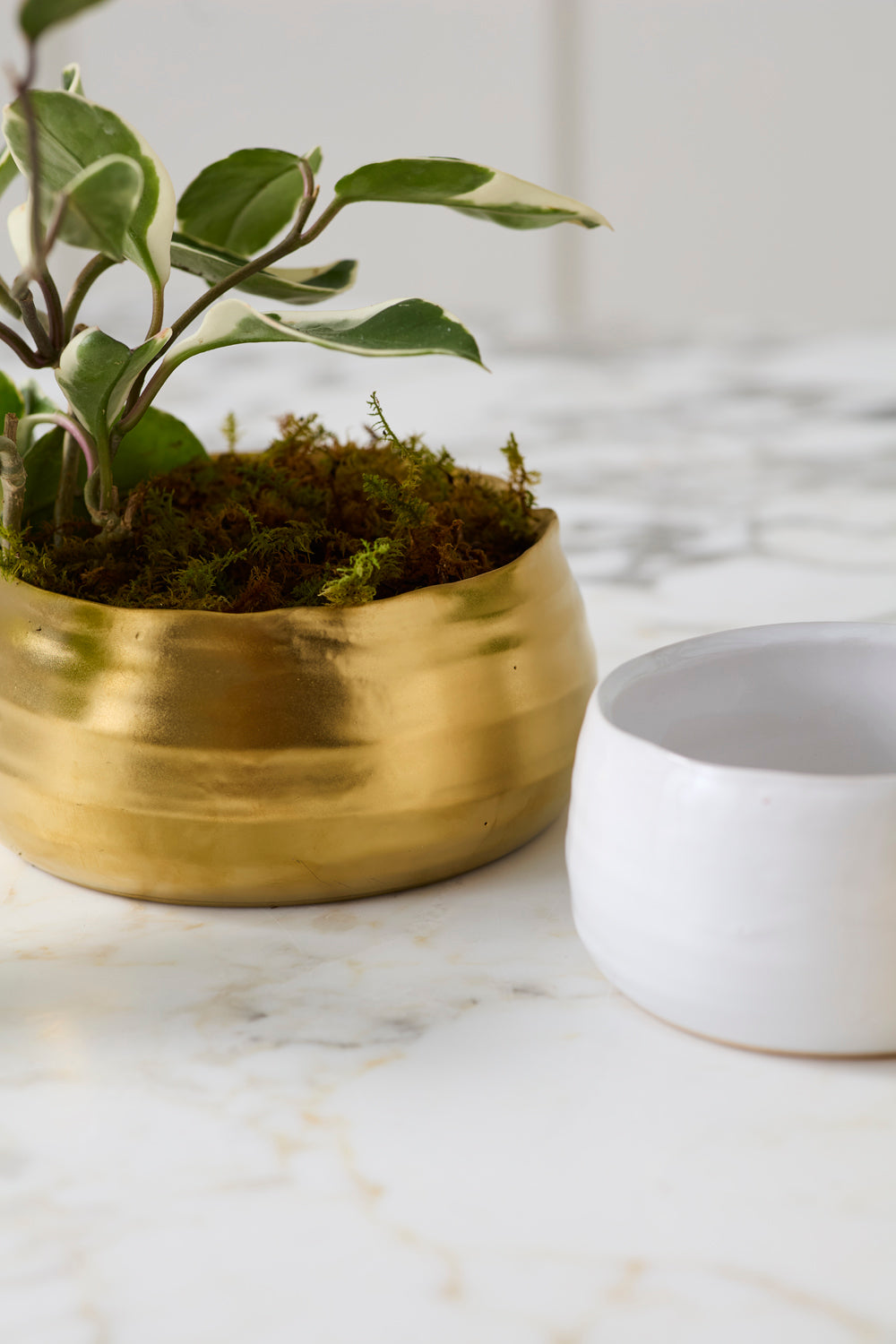 Tegan Bowl Set of 8 By Accent Decor | Decorative Bowls | Modishstore - 1