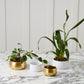 Tegan Bowl Set of 8 By Accent Decor | Decorative Bowls | Modishstore - 5