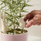 Thumper Plant Sticks - Set of 6 By Accent DŽcor