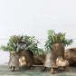 Tommie Turtle Pot Set of 2 By Accent Decor | Planters, Troughs & Cachepots | Modishstore - 1