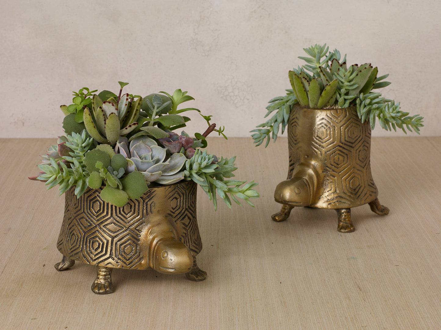 Tommie Turtle Pot Set of 2 By Accent Decor | Planters, Troughs & Cachepots | Modishstore - 5