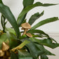 Troop Mushroom Plant Sticks - Set of 6 By Accent Decor | Planters, Troughs & Cachepots | Modishstore - 2