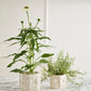 Veggie Collection Set of 8 By Accent Decor | Stands | Modishstore - 5