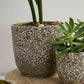 Verde Pot Set of 4 By Accent Decor | Planters, Troughs & Cachepots | Modishstore - 5