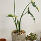 Verde Pot Set of 4 By Accent Decor | Planters, Troughs & Cachepots | Modishstore - 6