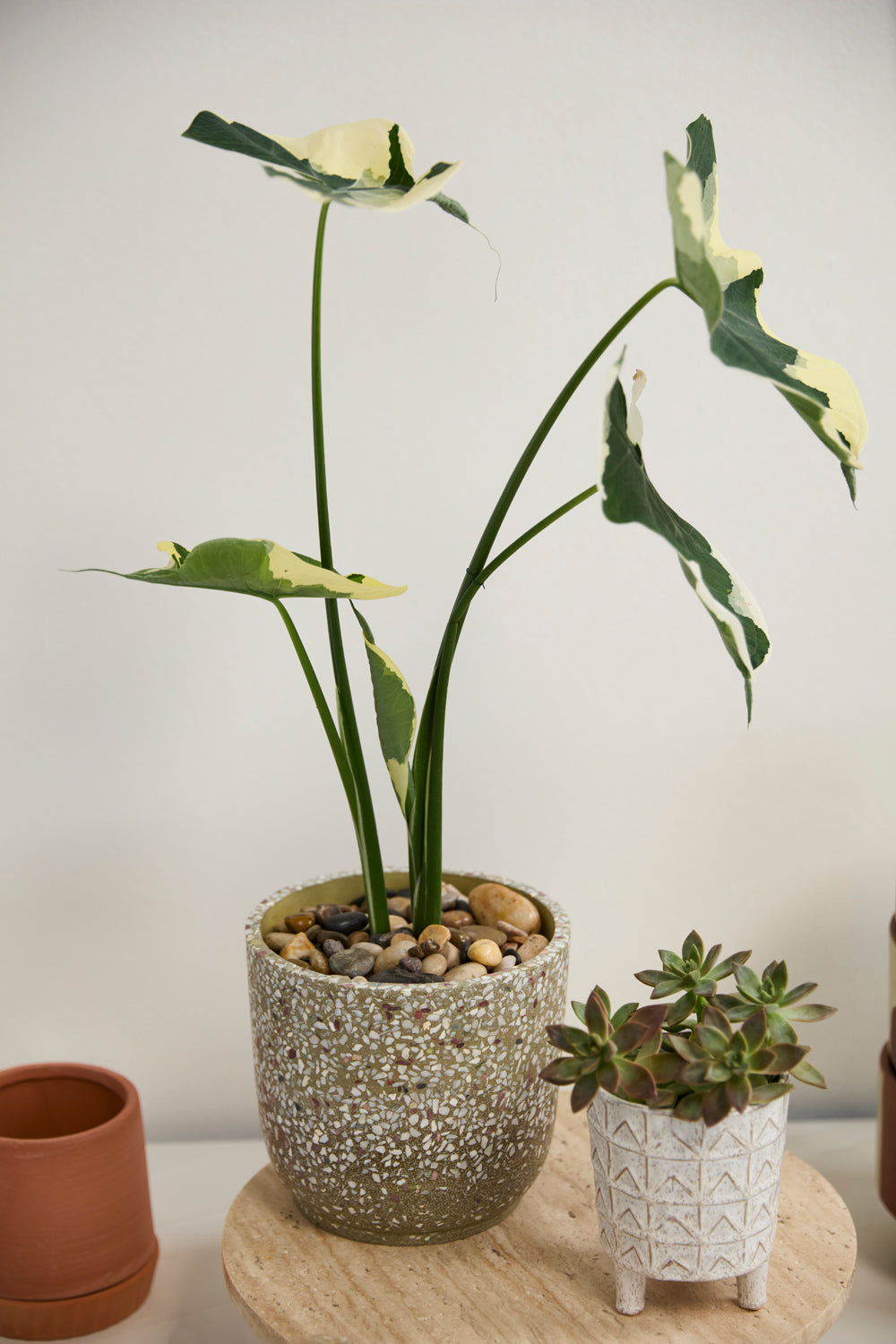 Verde Pot Set of 4 By Accent Decor | Planters, Troughs & Cachepots | Modishstore - 6