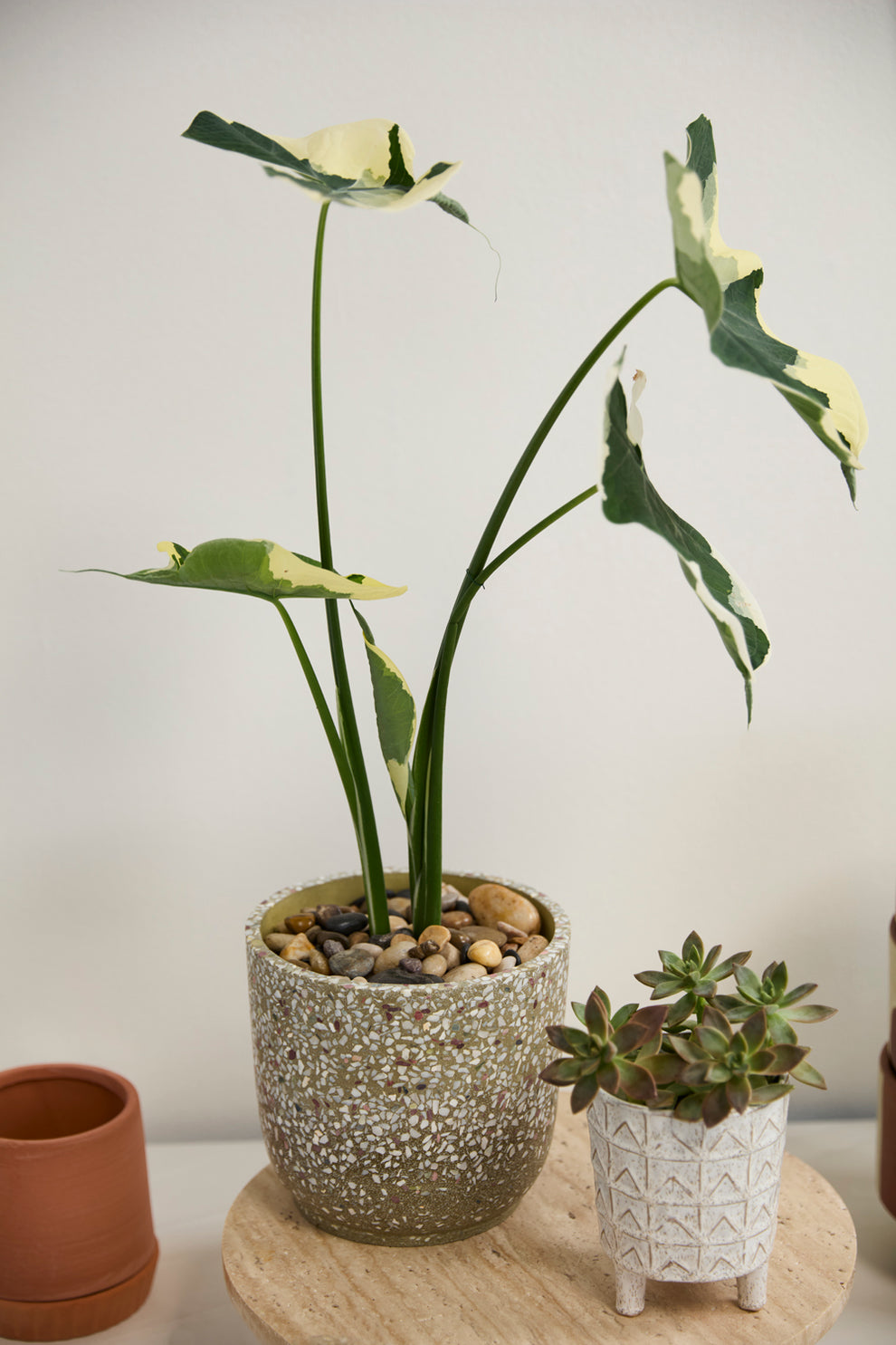 Verde Pot Set of 4 By Accent Decor | Planters, Troughs & Cachepots | Modishstore - 6