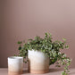 Vesper Collection Set of 8 By Accent Decor | Planters, Troughs & Cachepots | Modishstore - 1
