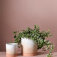 Vesper Collection Set of 8 By Accent Decor | Planters, Troughs & Cachepots | Modishstore - 3