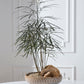 White Oak Bowl By Accent Decor | Decorative Bowls | Modishstore - 3