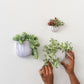 Wim Wall Planter Set of 8 By Accent Decor | Planters, Troughs & Cachepots | Modishstore - 2