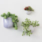 Wim Wall Planter Set of 8 By Accent Decor | Planters, Troughs & Cachepots | Modishstore - 3