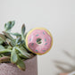 Yummy Plant Sticks - Set of 6 By Accent Decor | Planters, Troughs & Cachepots | Modishstore - 7