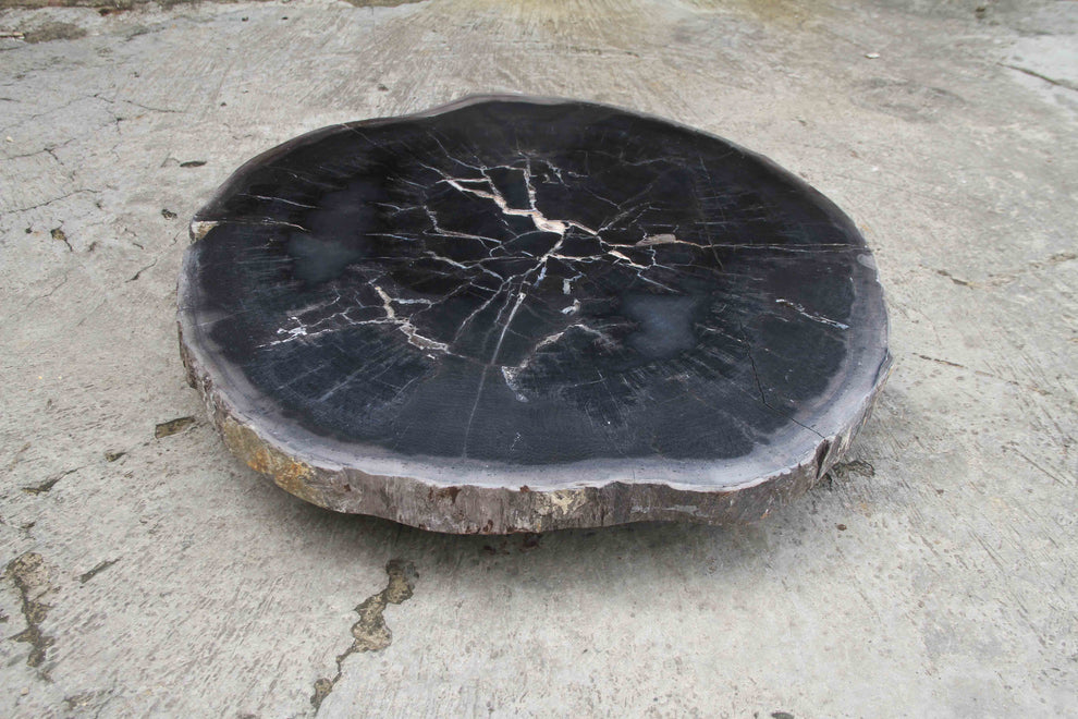Petrified Wood Slab Coffee Table 26" x 26" x 2"H - PFT0338/26-7