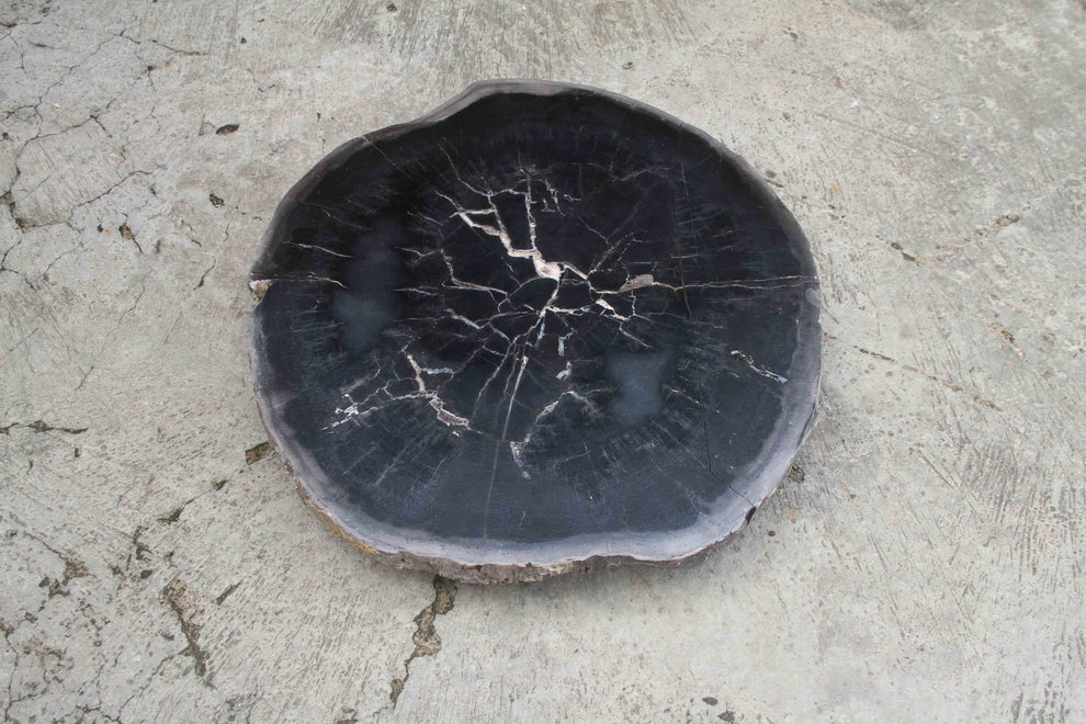 Petrified Wood Slab Coffee Table 26" x 26" x 2"H - PFT0338/27-8