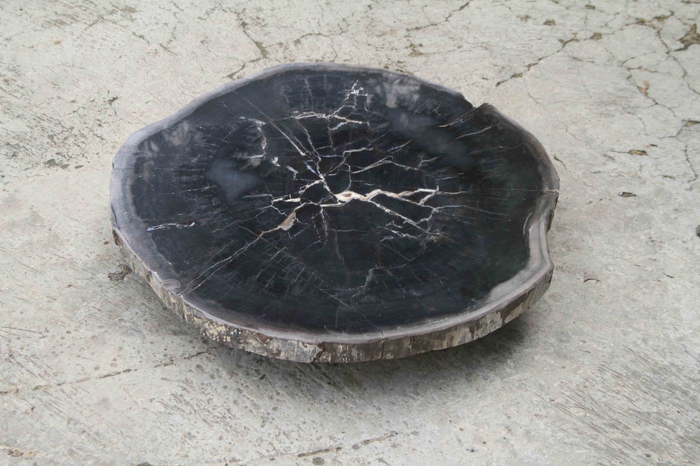 Petrified Wood Slab Coffee Table 26" x 26" x 2"H - PFT0338/24-5